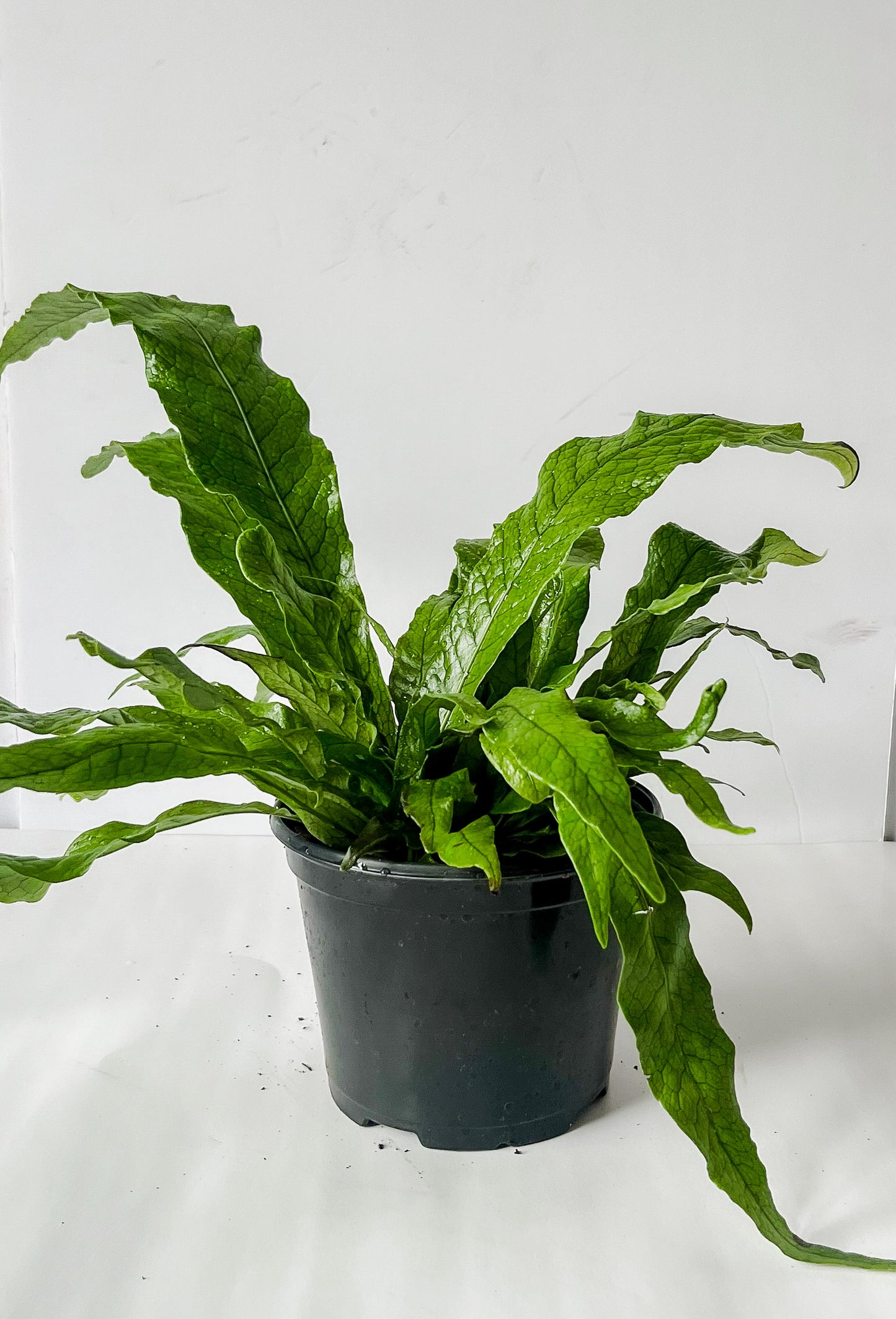 Microsorum Musifolium 'Crocodile' Fern- Eye-Catching Scaled Leaves (🐾 Pet Friendly- Tropical Indoor/Outdoor Houseplant (4" or  6" Pot)