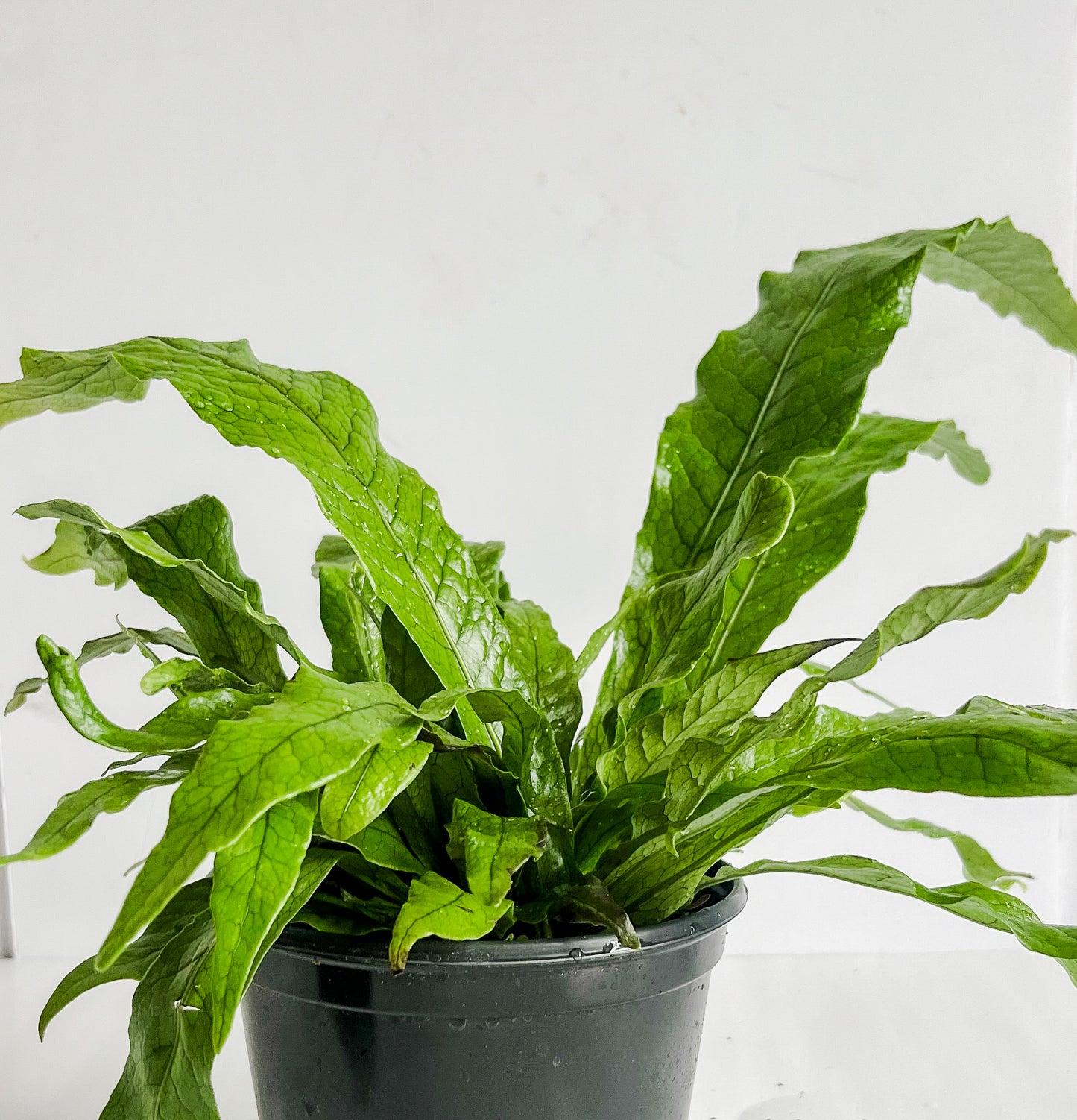 Microsorum Musifolium 'Crocodile' Fern- Eye-Catching Scaled Leaves (🐾 Pet Friendly- Tropical Indoor/Outdoor Houseplant (4" or  6" Pot)