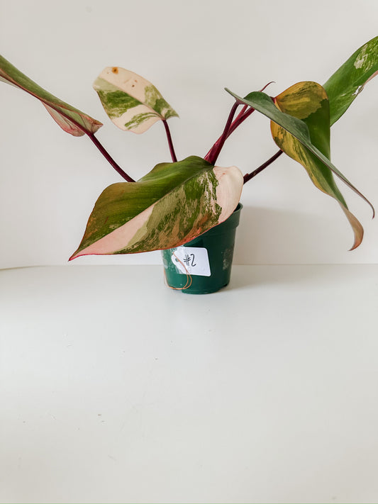 Philodendron 'Strawberry Shake' #2- Tropical Houseplant