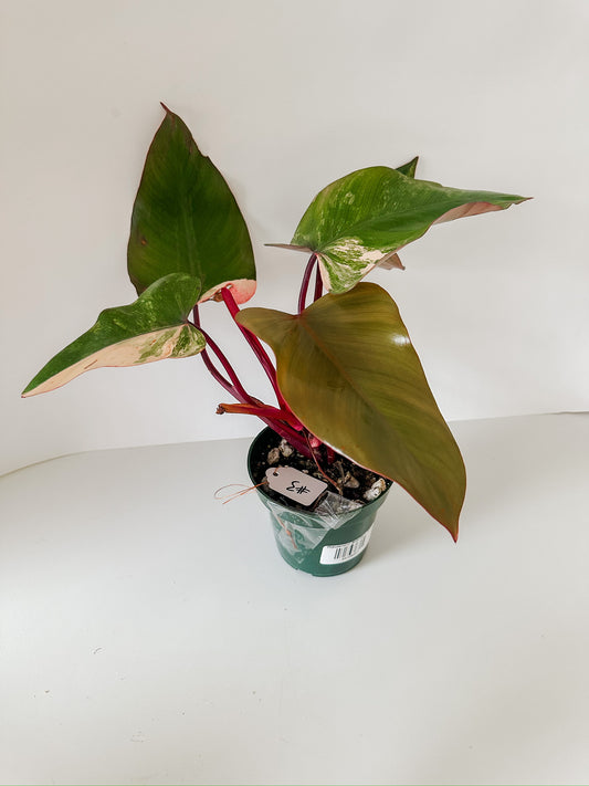 Philodendron 'Strawberry Shake' #3- Tropical Houseplant