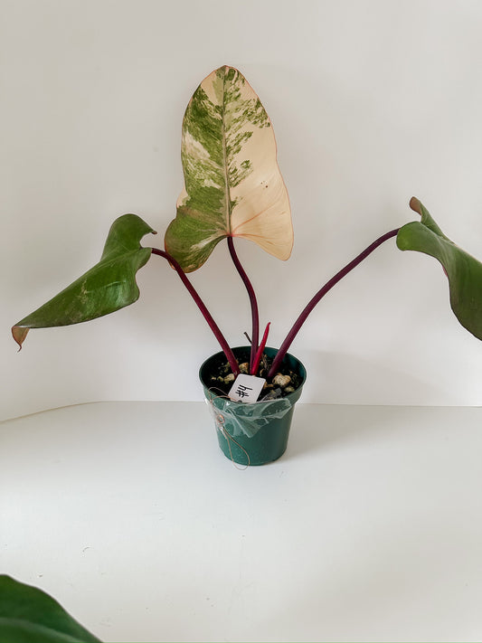 Philodendron 'Strawberry Shake' #4- Tropical Houseplant