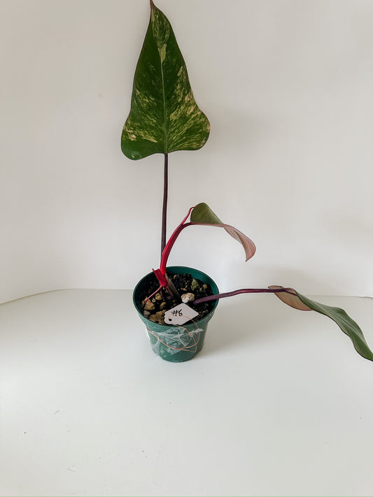 Philodendron 'Strawberry Shake' #6- Tropical Houseplant