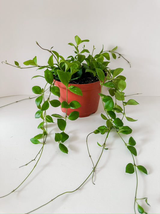 6" Hoya Heuschkeliana (🐾 Pet Friendly Plant)- Tropical Vining Houseplant
