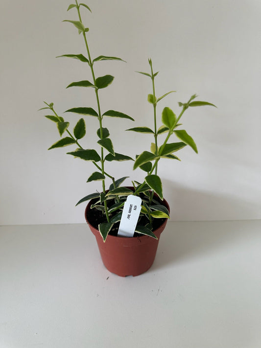 4" Hoya Lanceolata 'Bella'- (🐾 Pet Friendly) Tropical Vining Houseplant
