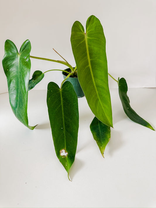Philodendron 'Spirtus-Sancti'- XL Size - 4" Nursery Pot