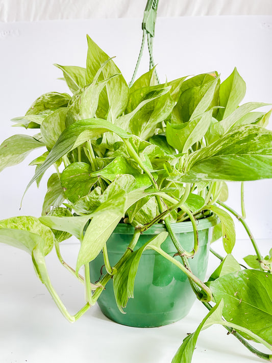 8" Marble Queen Pothos Hanging Basket Plant (🍃Air Purifying)
