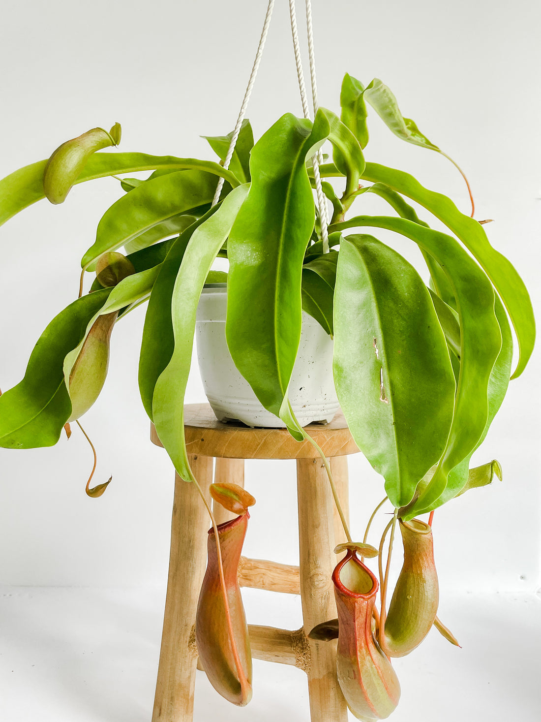 Did you just purchase your first Nepenthes Alata, or Pitcher Plant?  Here is how you can take care of it!