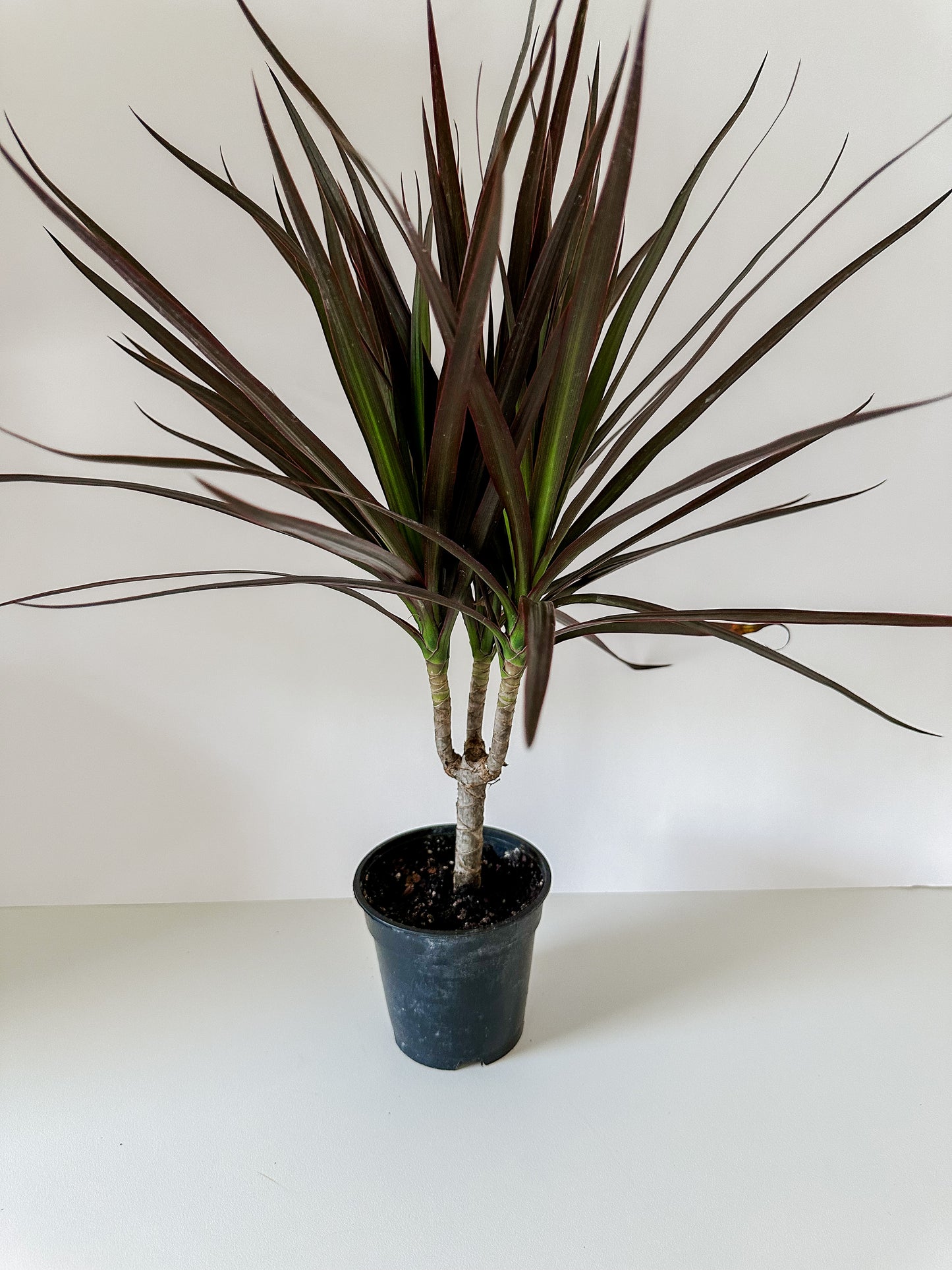 Dracaena 'Marginata Magenta'- Cute, 🌱 Beginner Friendly, Low Maintenance Tropical Tree Plant For Office or Low Light Rooms- (4 Inch or 6 Inch Nursery Pot)