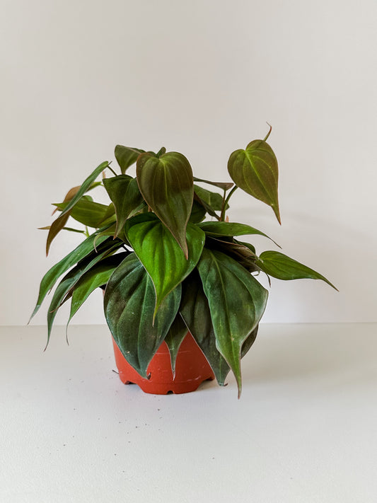 Philodendron 'Micans Velvet'- Trailing or Climbing Heart-Leaf Shaped Tropical Houseplant- (3 Inch, 4 Inch, 6 Inch Nursery Pot)