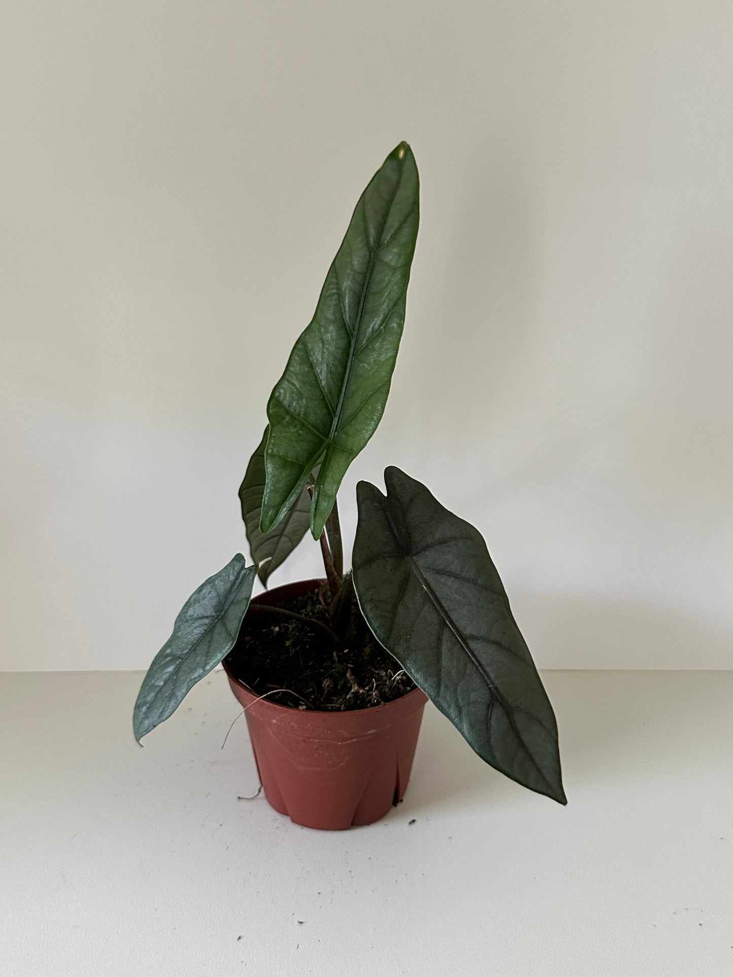 Alocasia Heterophylla 'Dragons Breath'- Large Glossy Silvery Green Leaves, Medium or Low Light Tropical Houseplant- (4 Inch Nursery Pot)