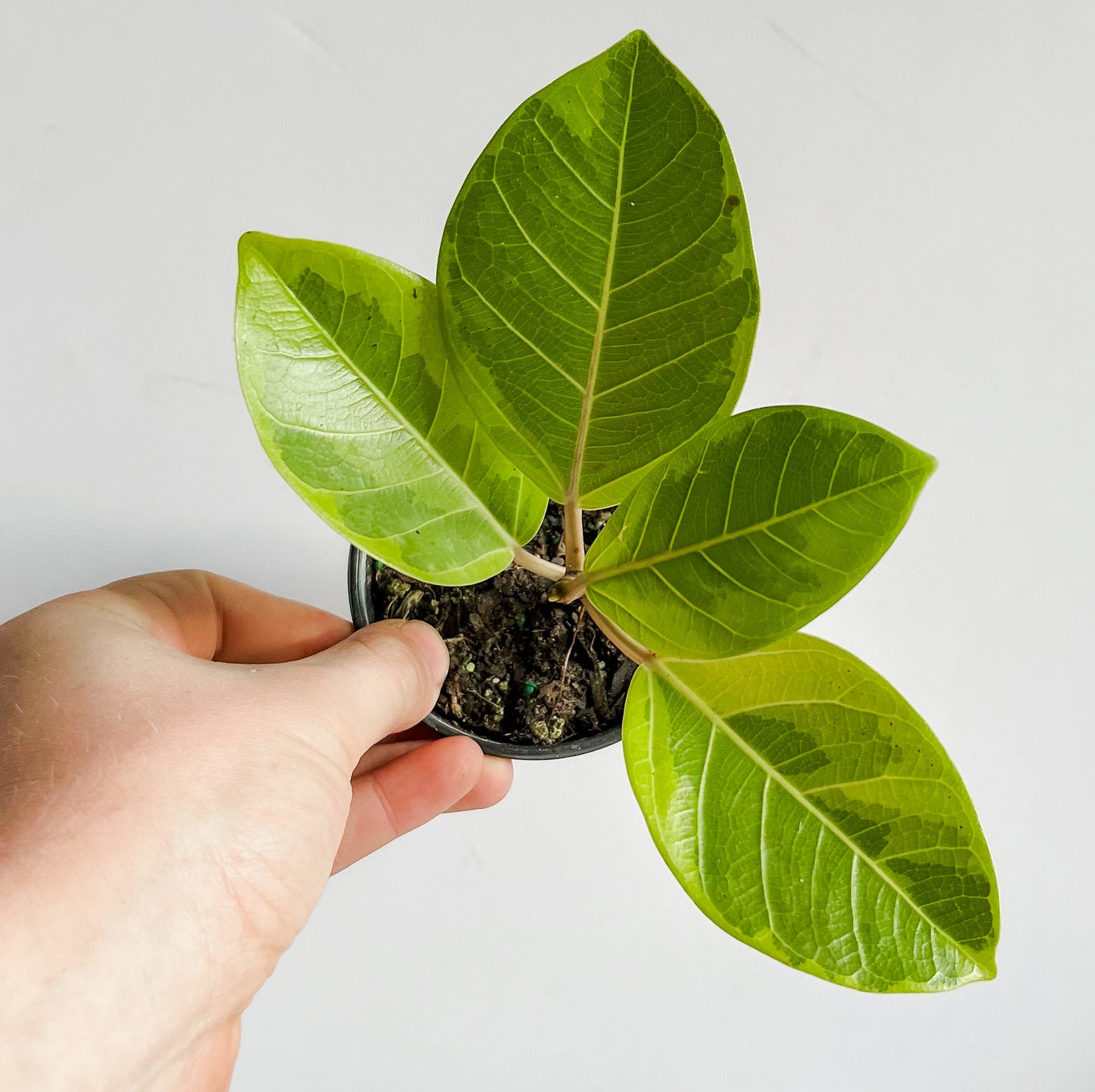 Ficus Altissima 'Yellow Gem' Rubber Tree Plant- Stunning, Vibrant, Yellow- Lime Green Variegated Leaves- Tropical Tree Houseplant (4" or 6" Pot)