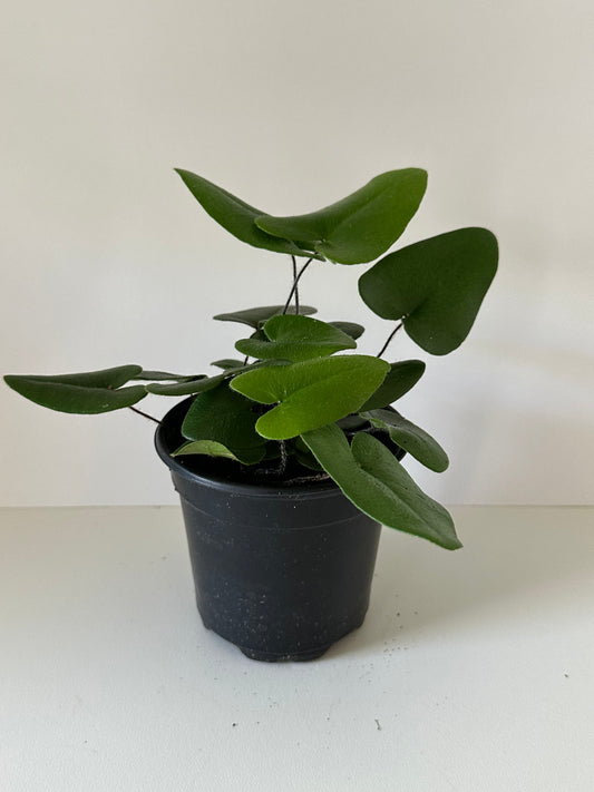 Microsorum Diversifolium 'Fern Heart'- (🐾 Pet Friendly), Low Maintenance, Cute Heart Shaped Leaves Tropical Houseplant- (4 Inch or 6 Inch Nursery Pot)