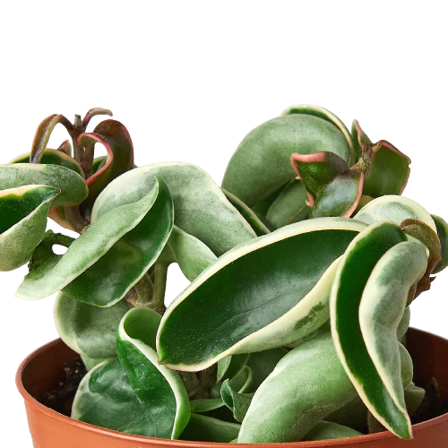 Hoya Carnosa Compacta 'Hindu Rope' Variegated- (🐾 Pet Friendly), Trailing Succulent Vine Indoor Houseplant- (4"or 6" Size Nursery Pot)