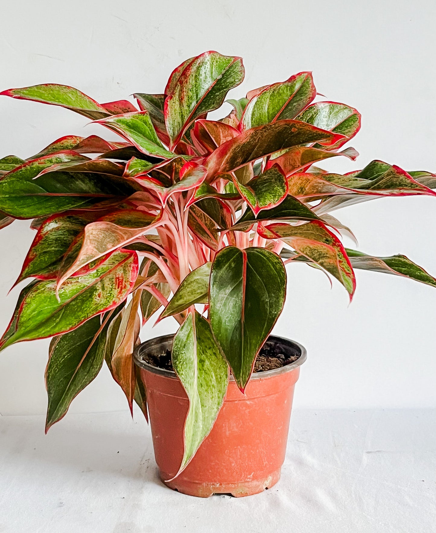 Aglaonema 'Red Siam Auora' - Chinese Evergreen Plant- Low Light & Drought Tolerant, Beginner Friendly Plant With Colorful Leaves - Tropical Houseplant (4" or 6" Pot)