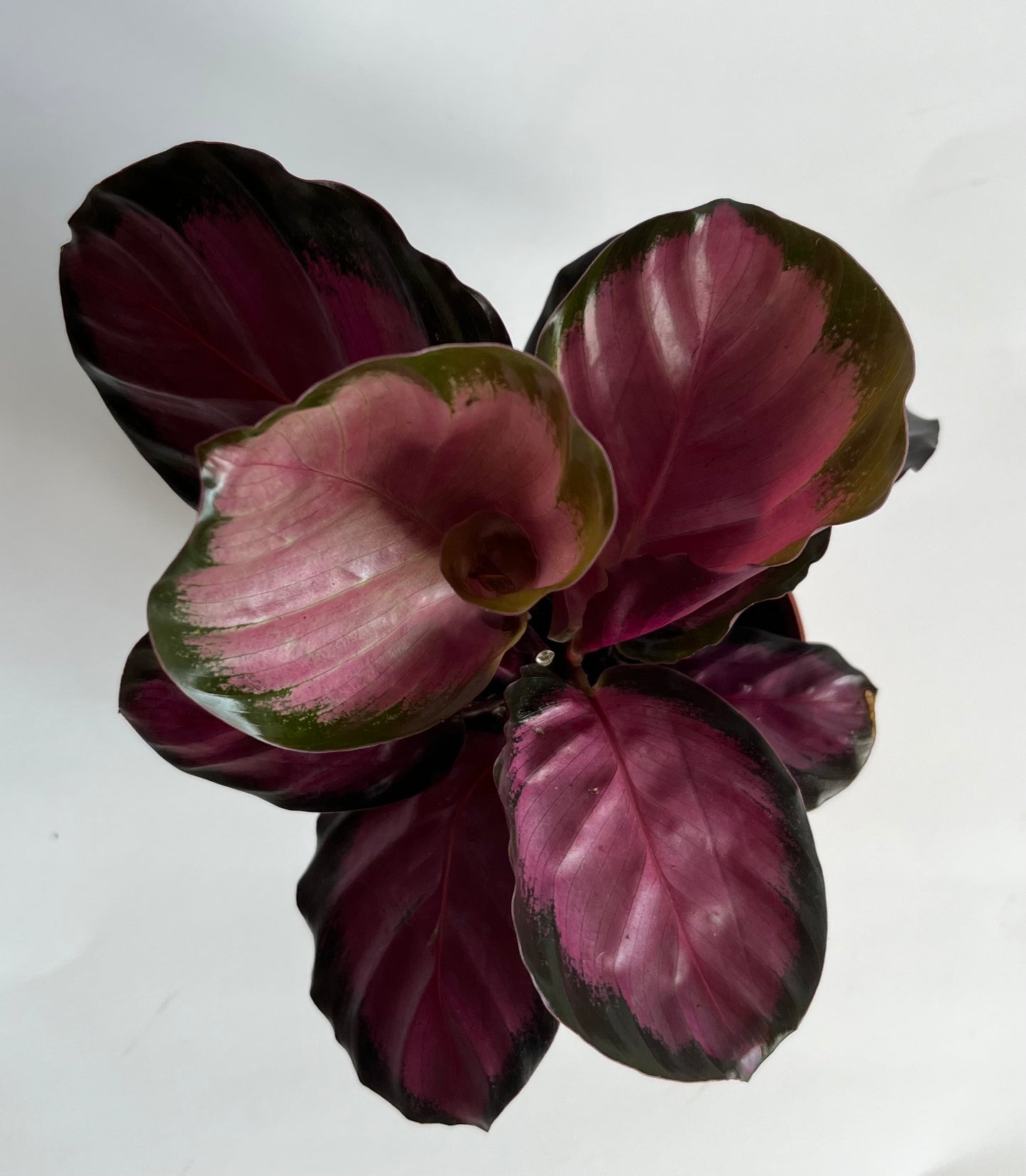 Calathea 'Purple Rose' (Geoppertia Roseopicta)