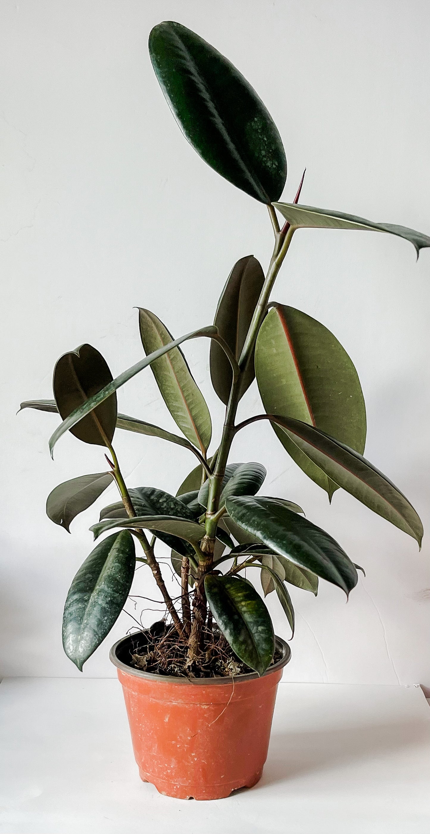 Ficus Elastica 'Burgundy' Rubber Plant - Small Indoor Tree with Shiny Dark Leaves- Tropical Rubber Tree Plant