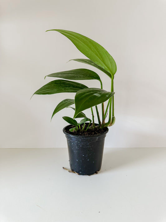 Rhaphidorphora Decursiva  'Dragon Tail' Plant- Unique Shaped Leaves With Vines- Tropical Houseplant (4" or 6" Nursery Pot)