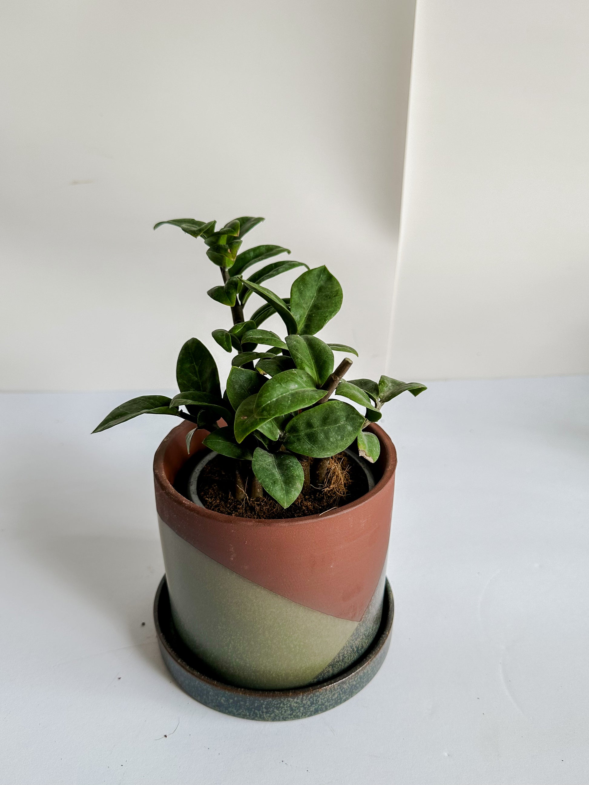 ZZ Plant — seedybean
