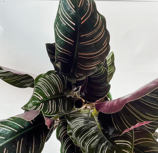 Calathea 'Ornata' Prayer Plant - Stunning, Colorful, Uniquely Patterned Leaves (🐾 Pet Friendly) Plant- Tropical Houseplant (4" or  6" Pot)