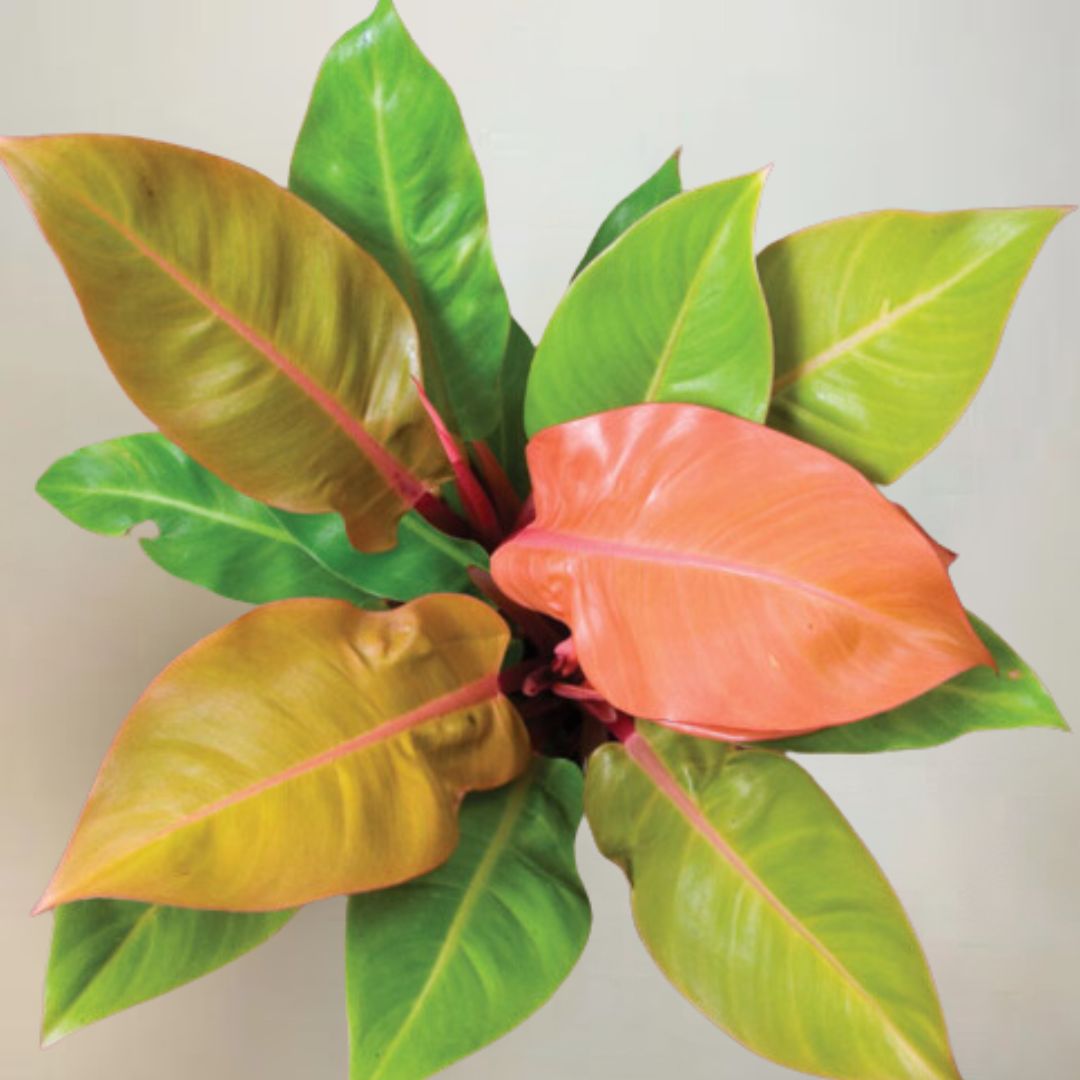 Philodendron 'Prince of Orange'- 🌱 Beginner-Friendly, Low Maintenance, Vibrant Colored Leaves- Tropical Houseplant- (4 Inch or 6" Nursery Pot)