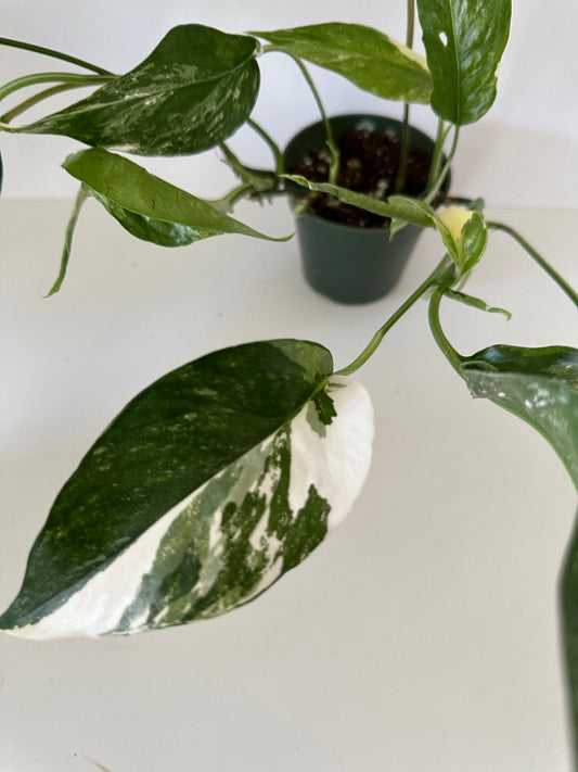 Epipremnum Pinnatum 'Albo Variegata' - Stunning White Cream-Like Variegated Leaves Mixed With Lush Green Foliage- 4 Inch Nursery Pot