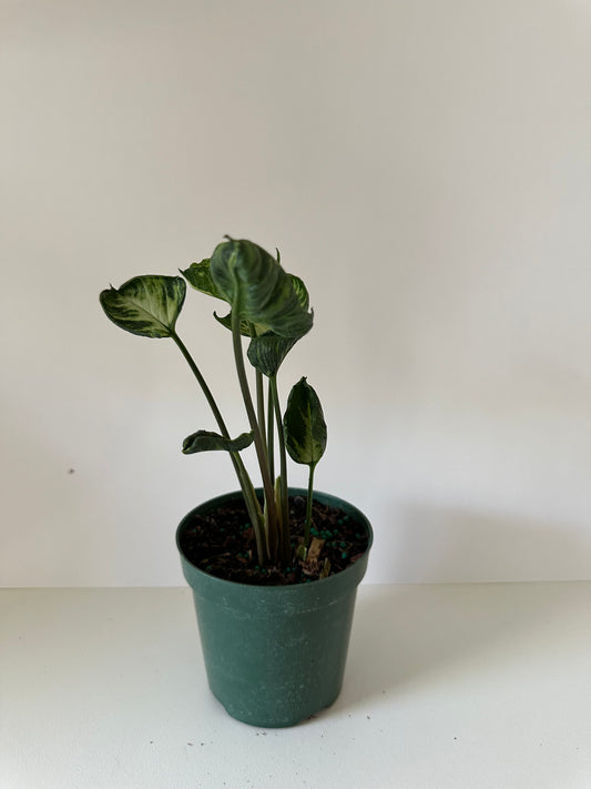 Syngonium 'Godzilla'- Climbing Variety With Green & White Contorted Leaves- Tropical Houseplant- (4 Inch Nursery Pot)