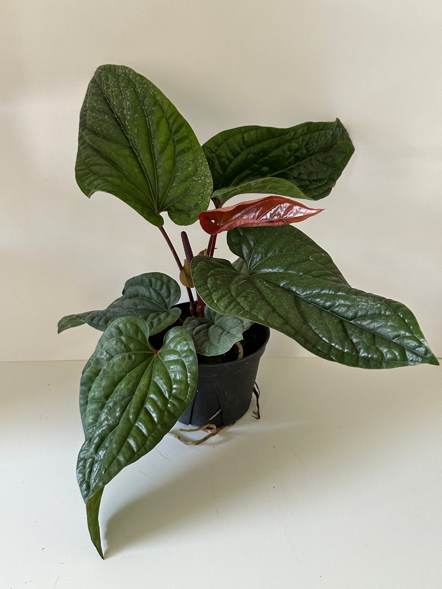 Anthurium 'Radicans x Luxurians'- Thick, Colorful, Glossy, Hardy Leaves, Loves Humidity- Tropical Houseplant- (4 Inch Or 6 Inch Nursery Pot)