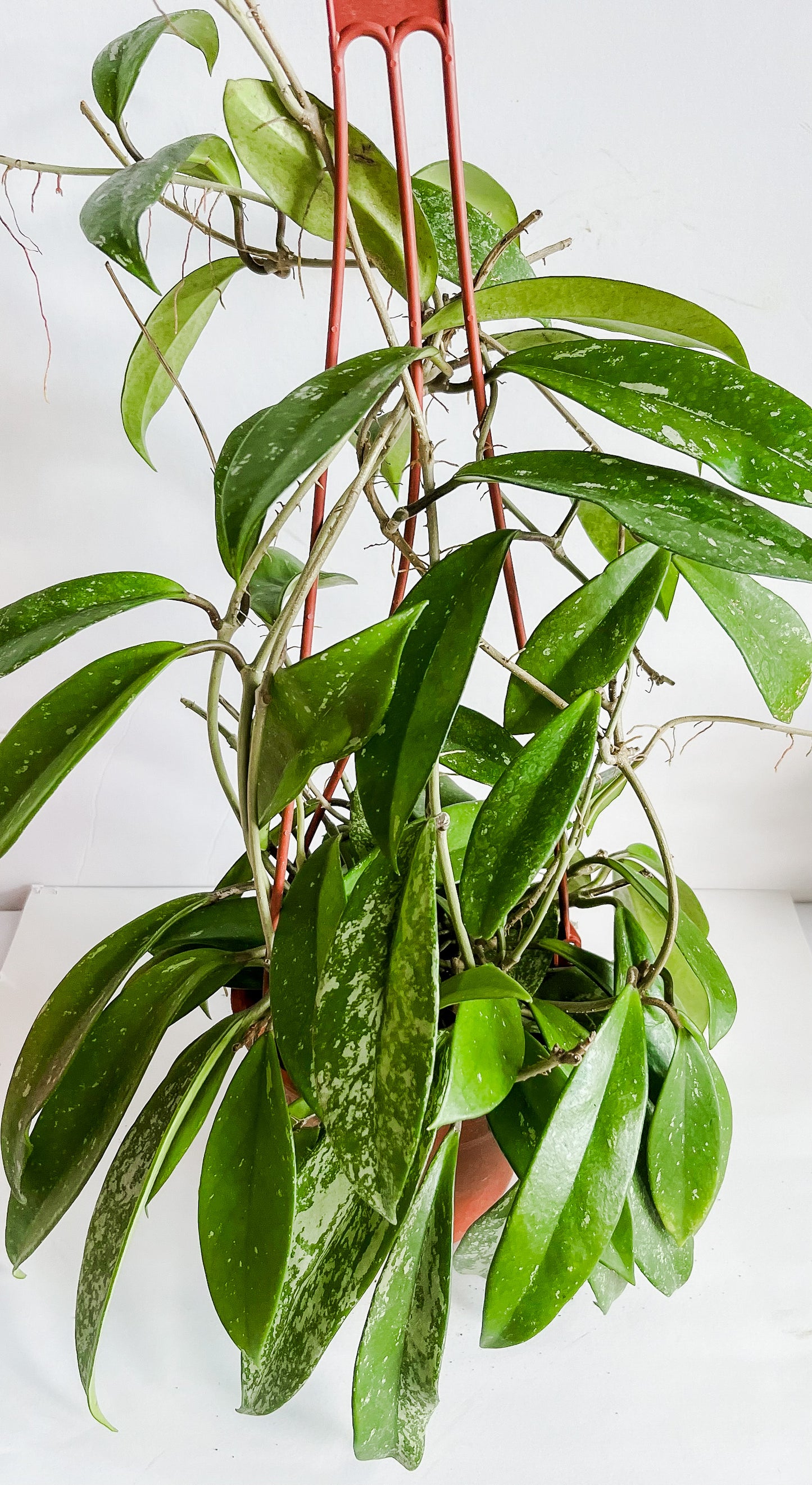 Hoya 'Publicalyx' Plant (🐾 Pet Friendly)