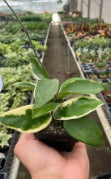 Hoya Carnosa 'Tricolor' - Easy Care, Flowering, Vining/Trailing (🐾 Pet Friendly) Plant- Tropical Houseplant (4" or 6" Pot)