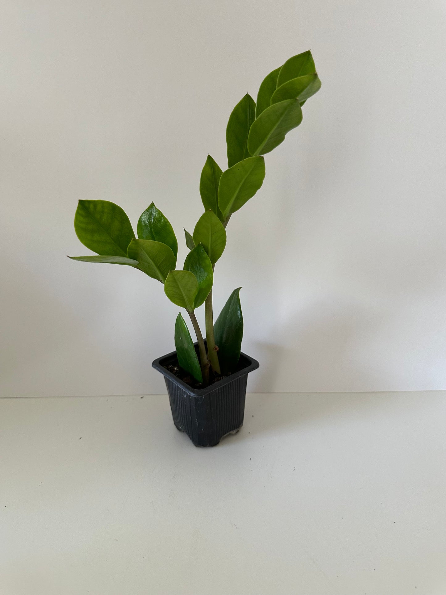 Zamioculcas Zamiifolia 'ZZ Plant'- 🌱 Beginner Friendly, Low Light, Drought Tolerant Tropical Houseplant- (3 Inch, 4 Inch, or 6 Inch Nursery Pot)