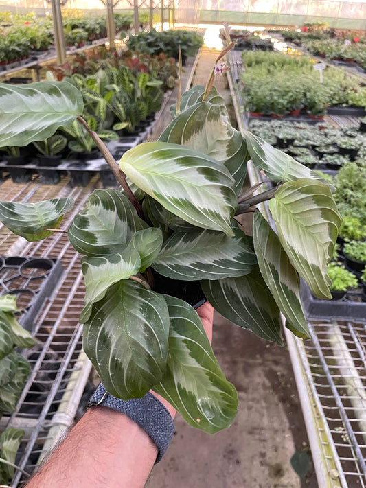 Maranta 'Silver Band'- (🐾 Pet Friendly), Gorgeous Matte Green Leaves With Silvery Veins- Tropical Prayer Plant- (4 Inch or 6 Inch Nursery Pot)