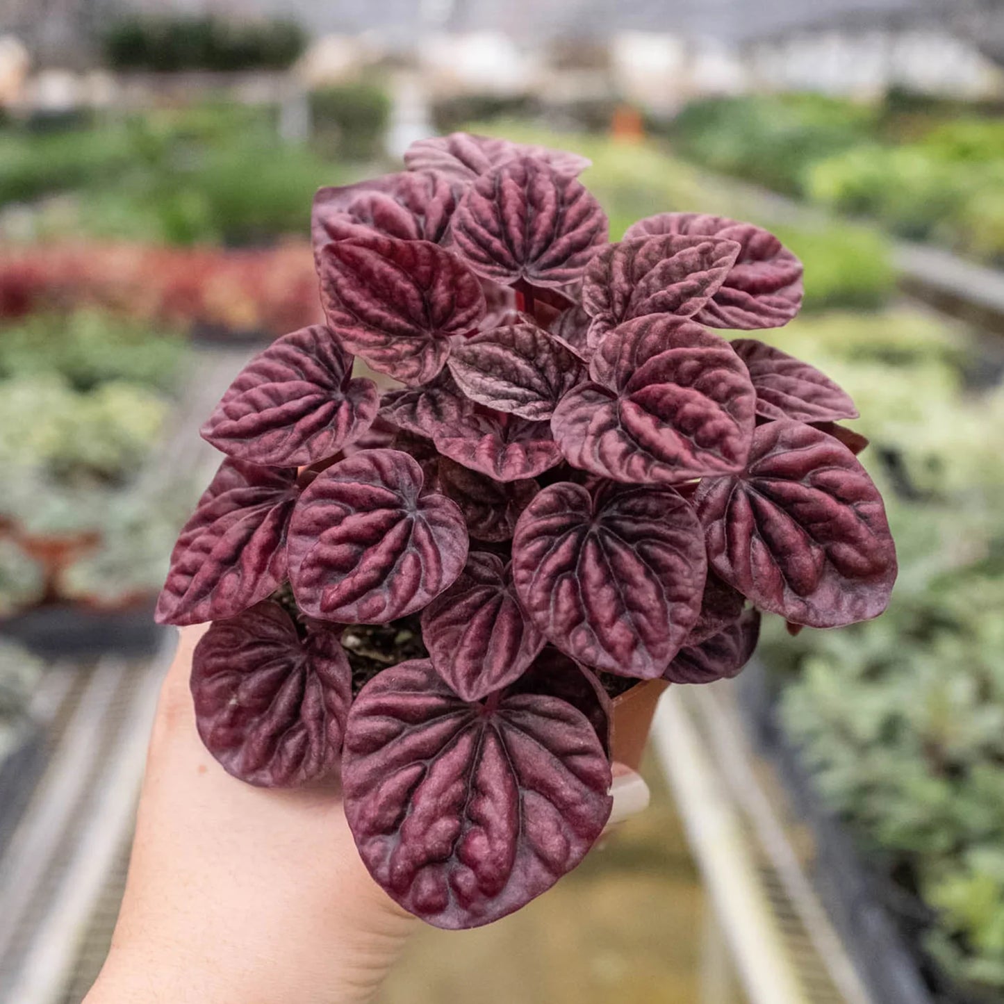 Peperomia 'Ripple Red' - Easy Care, Quick Growing, Low Light Plant (🐾 Pet Friendly)- Tropical Houseplant (4" or 6" Pot)