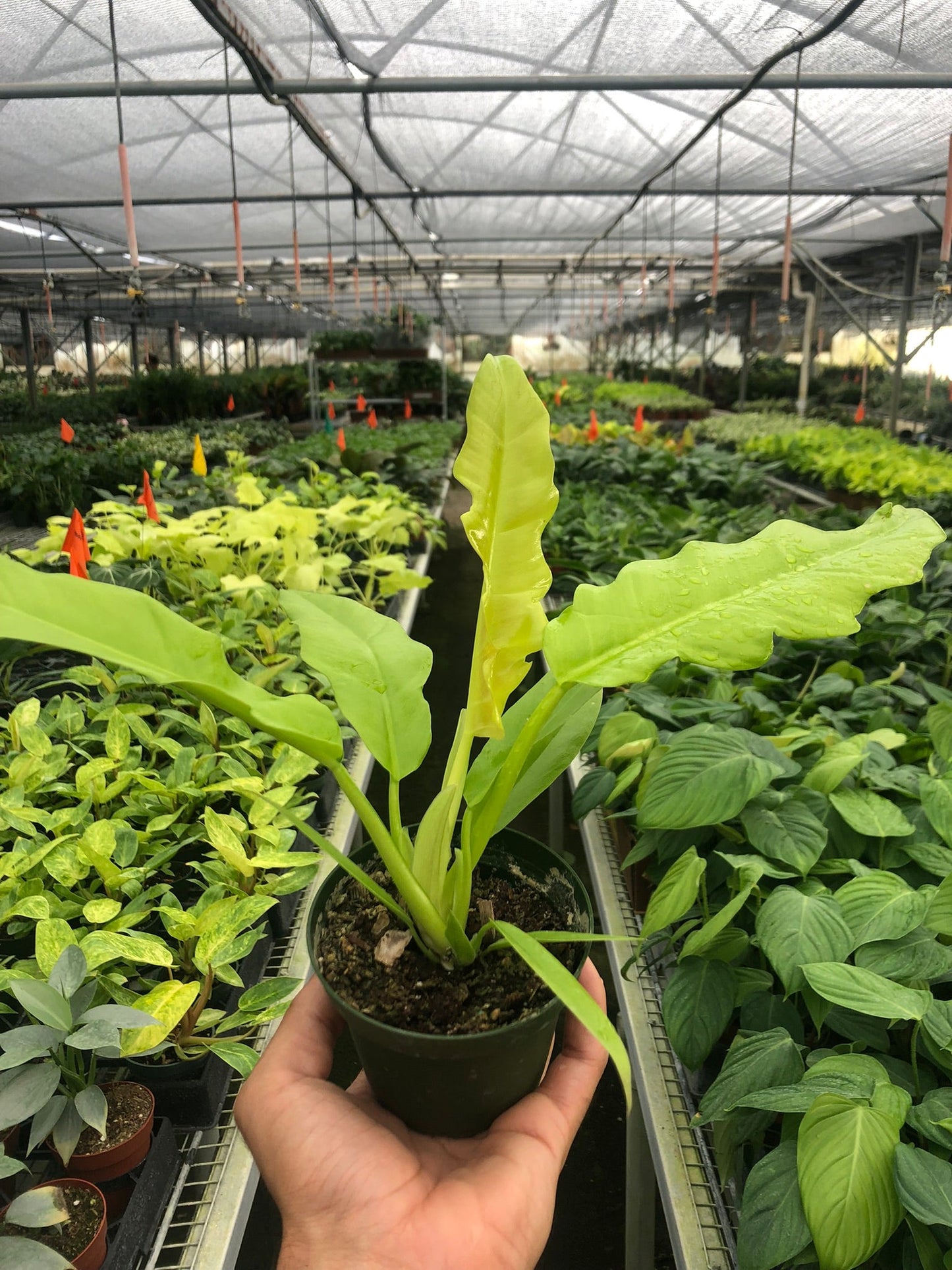 Philodendron 'Ring of Fire Gold' (Henderson's Pride)- Beautiful Hybrid With White Cream, Green, Orange & Red Leaves- Tropical Houseplant- (4 Inch Nursery Pot)