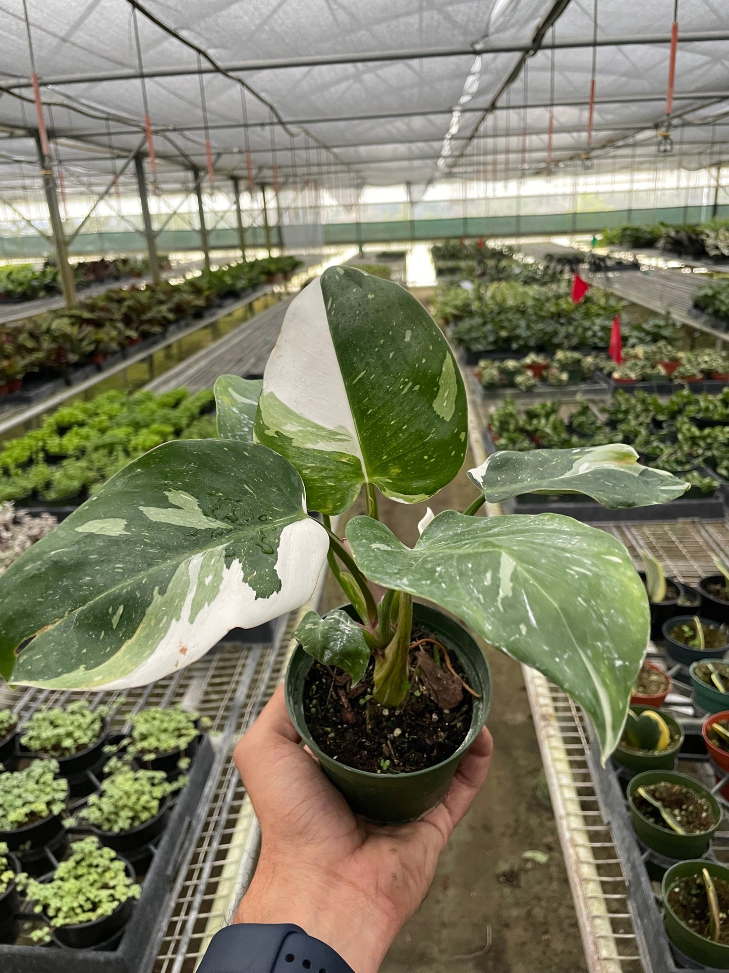 Philodendron Erubescens 'White Princess'- Stunning, White Variegated Leaves, Climbing Philodendron Plant- (4" or 6" Pot)