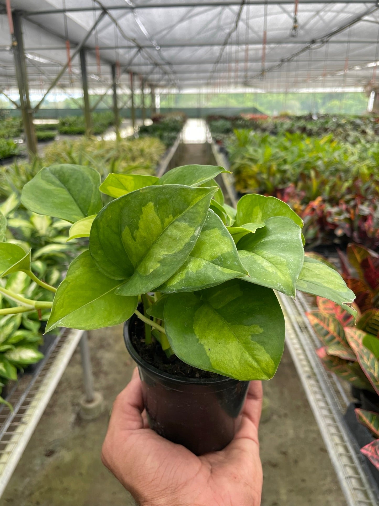 Epipremnum Aureum 'Global Green' Pothos - Trailing, Beautiful Variegated Leaves, Air Purifying Tropical Houseplant- (4 Inch or 6 Inch Nursery Pot)