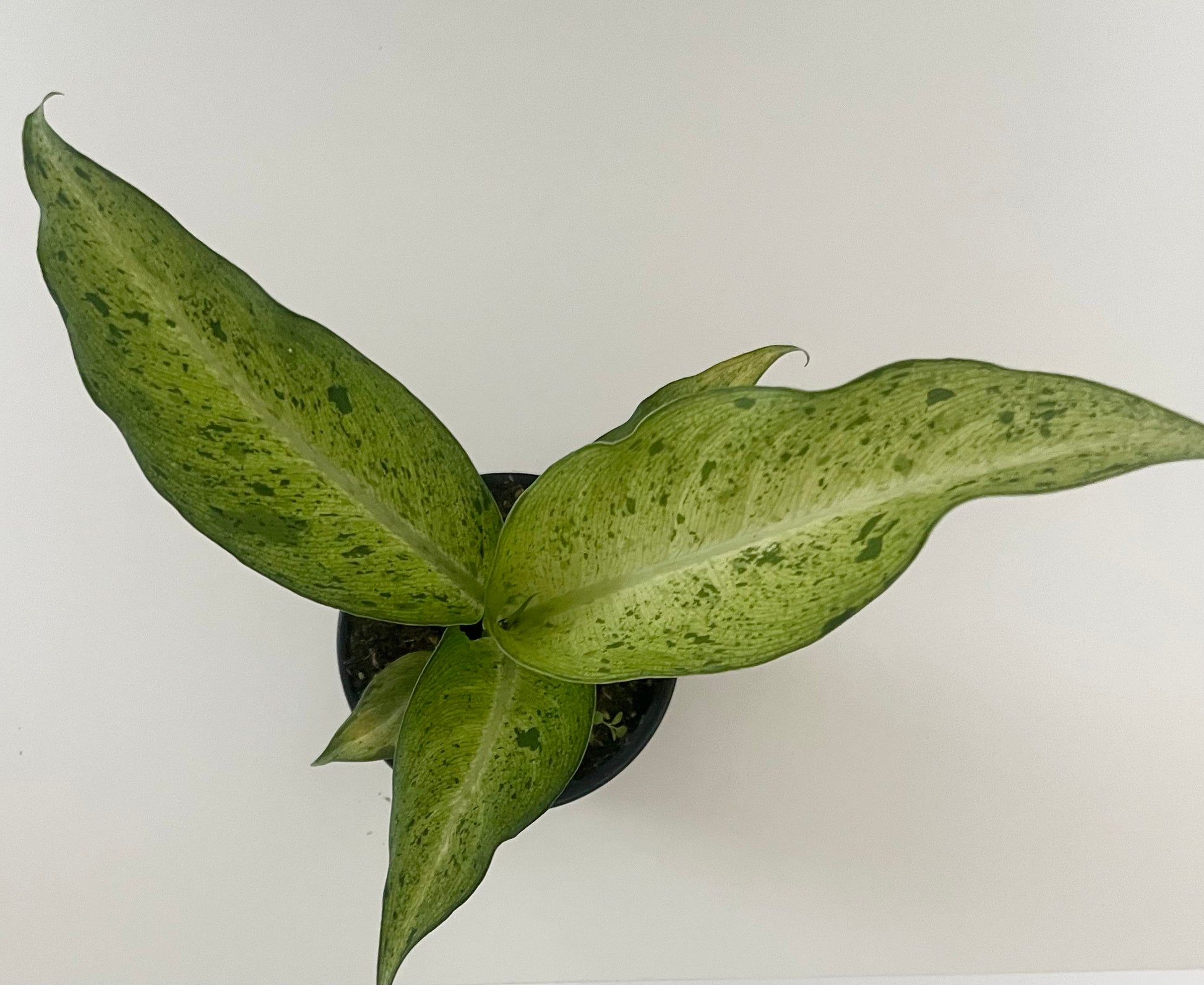 4" Dieffenbachia Camouflage- Plante La Vie