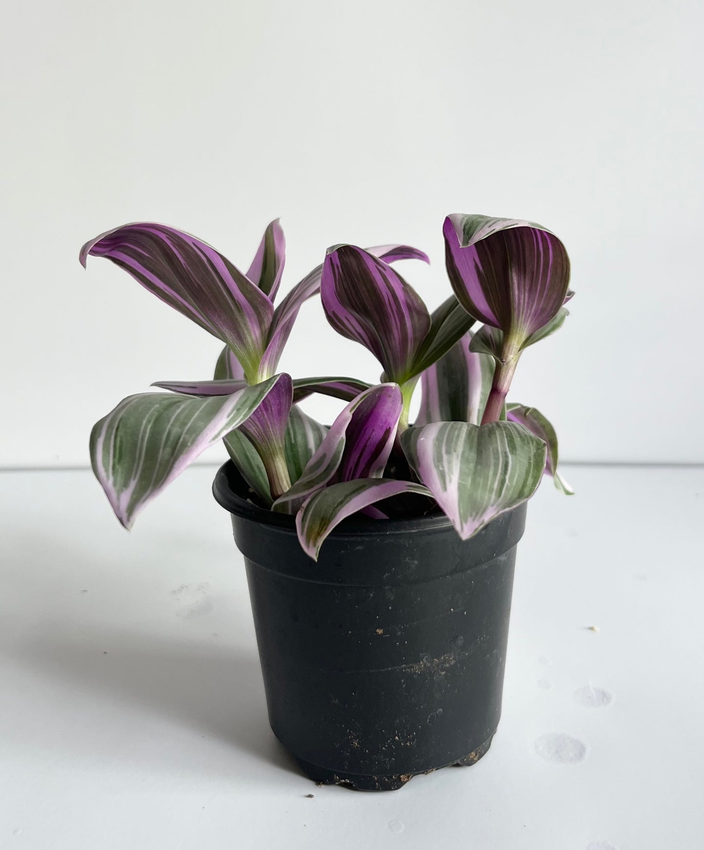 Tradescantia Albiflora 'Nanouk' Plant- Colorful, Low Maintenance, Trailing Tropical Houseplant- (4" or 6" Nursery Pot)