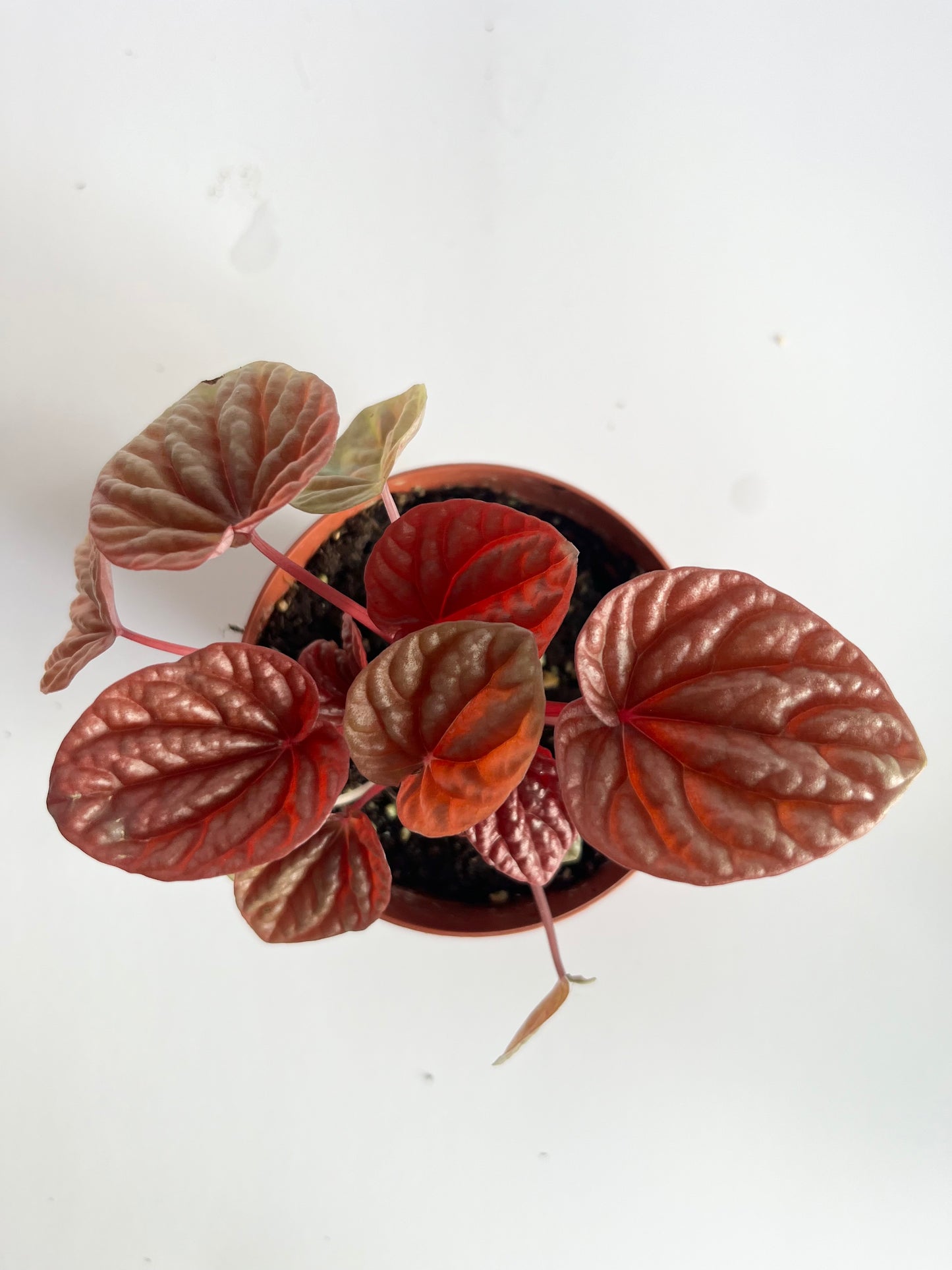 Peperomia Caperata 'Quito' - (🐾 Pet Friendly), Low Maintenance, Low Light With Bright Colored Leaves- Tropical Houseplant- (4 Inch or 6 Inch Nursery Pot)