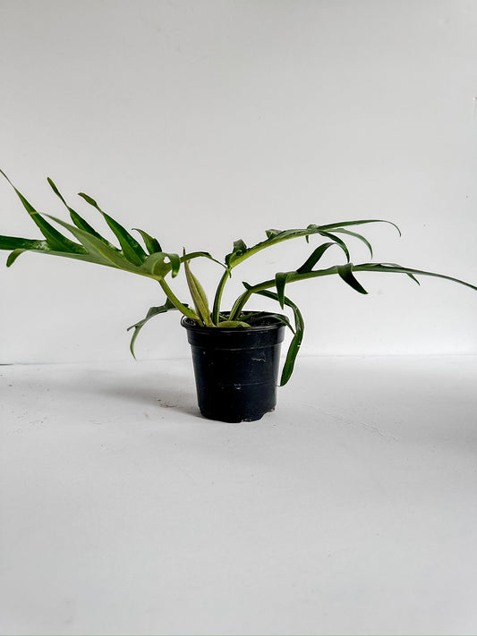 -4" Philodendron Tortum Plant