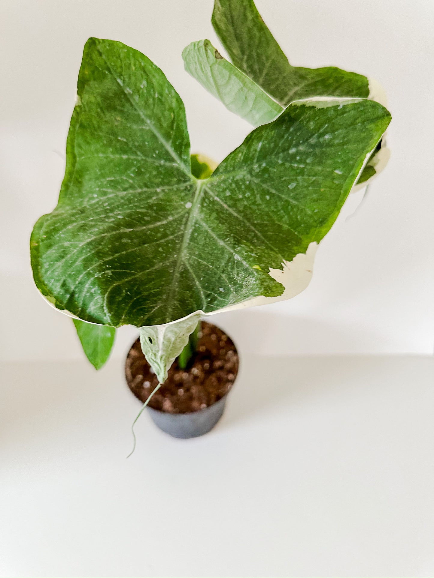 Alocasia 'Mickey Mouse' (Xanthosoma Sagittifolium 'Variegatum Monstrosum')- Large Mickey Mouse Shaped Leaves With Cream Yellow Variegation- (4 Inch or 6 Inch Nursery Pot)