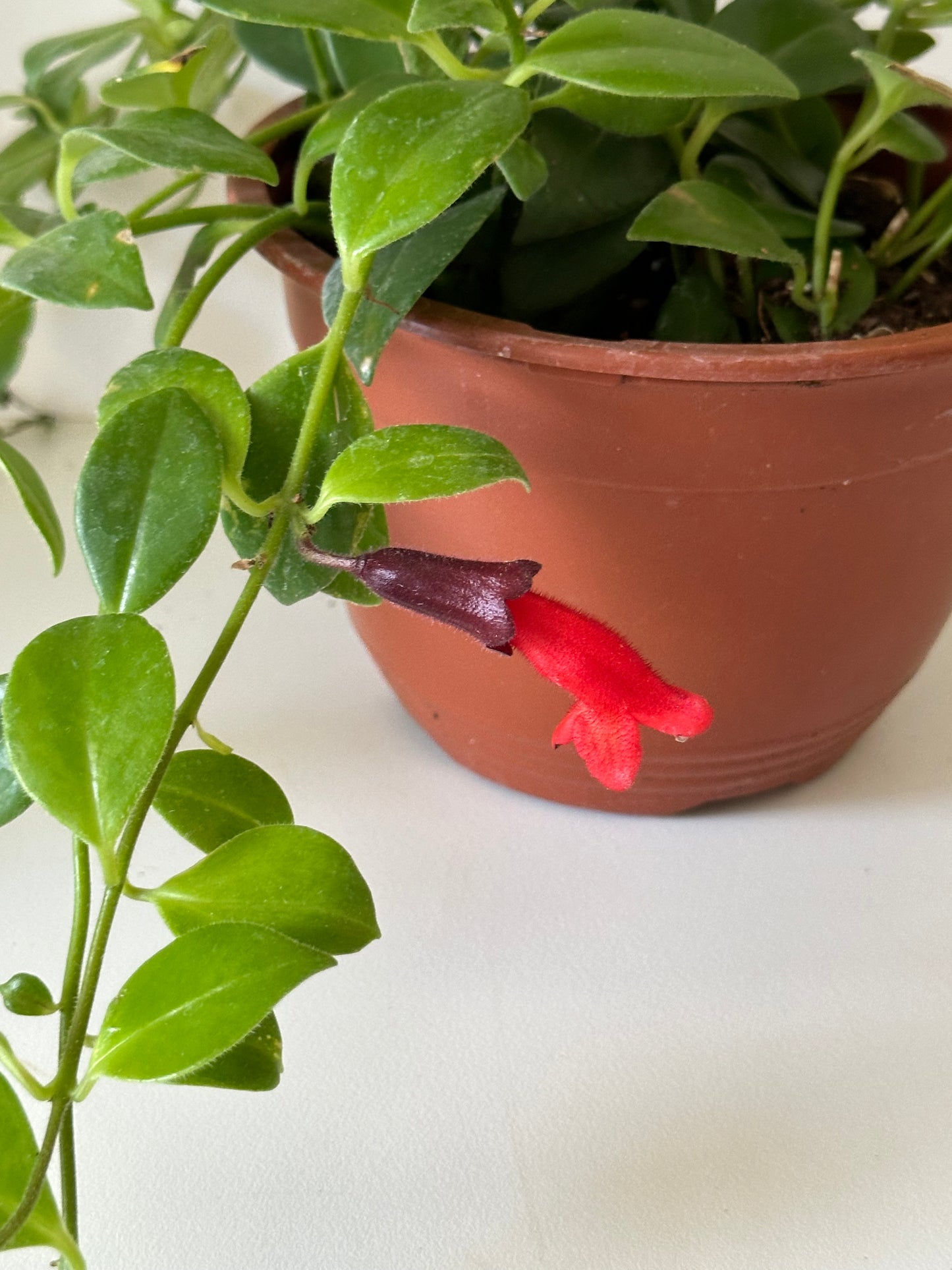 Aeschynanthus Lipstick 'Mona Lisa' - Trailing, Flowering Tropical Houseplant- (4" or 6" Nursery Pot)