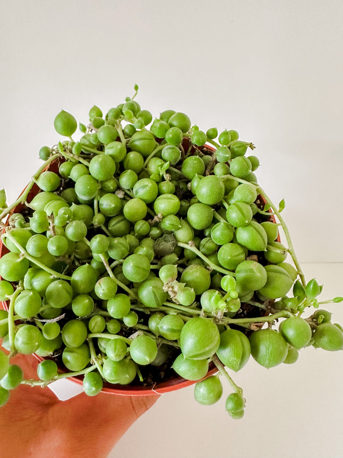 Senecio Rowleyanus 'String of Pearls' Trailing Succulent Vine Plant- (4" or 6" Nursery Pot)