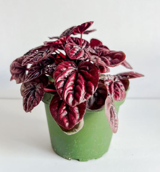 Peperomia 'Ripple Red' - Easy Care, Quick Growing, Low Light Plant (🐾 Pet Friendly)- Tropical Houseplant (4" or 6" Pot)
