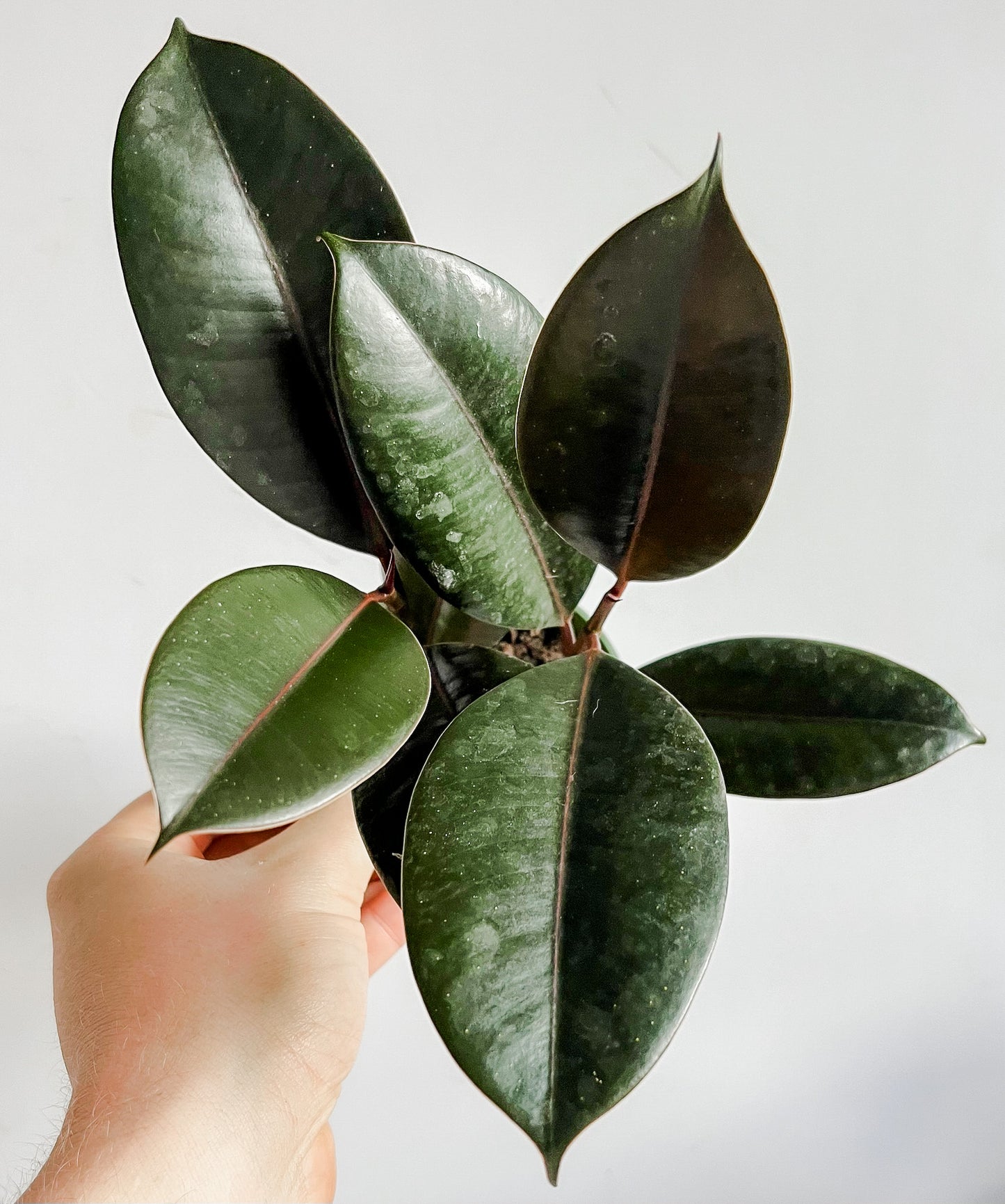 Ficus Elastica 'Burgundy' Rubber Plant - Small Indoor Tree with Shiny Dark Leaves- Tropical Rubber Tree Plant