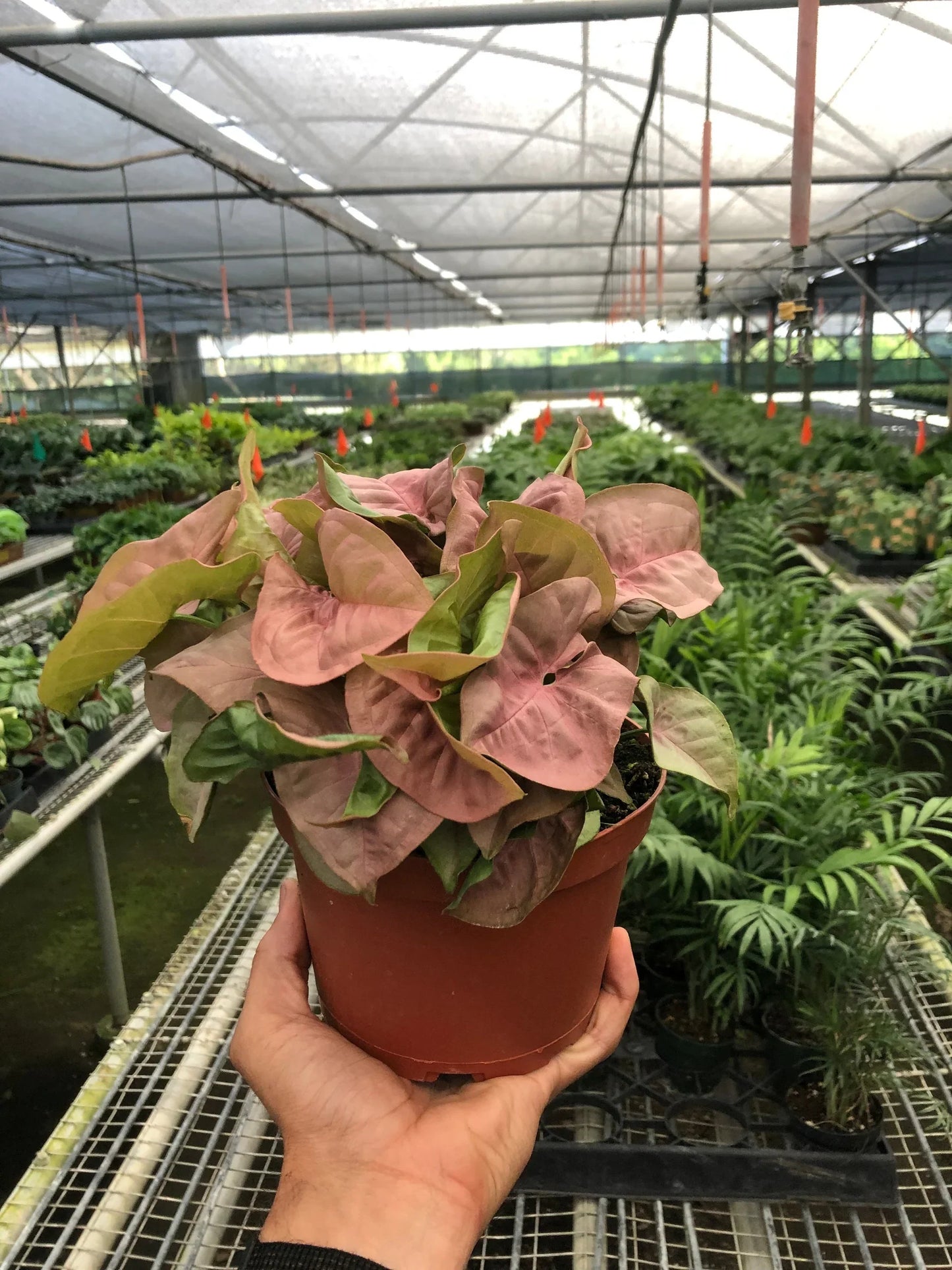 Syngonium Podophyllum 'Strawberry' - Large, Thin, Heart Shaped Strawberry Colored Leaves, Low Maintenance Tropical Houseplant- (3 Inch, 4 Inch or 6 Inch Nursery Pot)