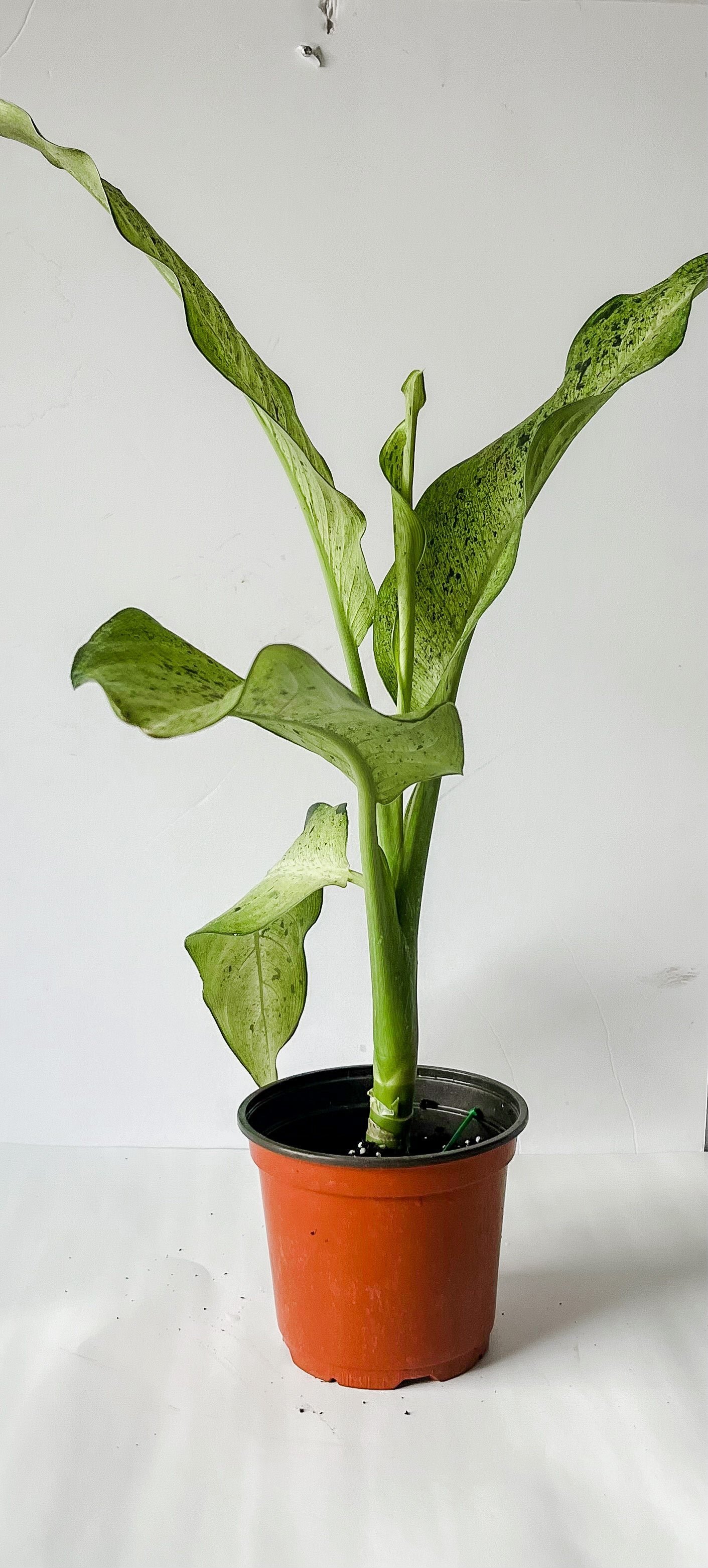6" Dieffenbachia Camouflage- Plante La Vie
