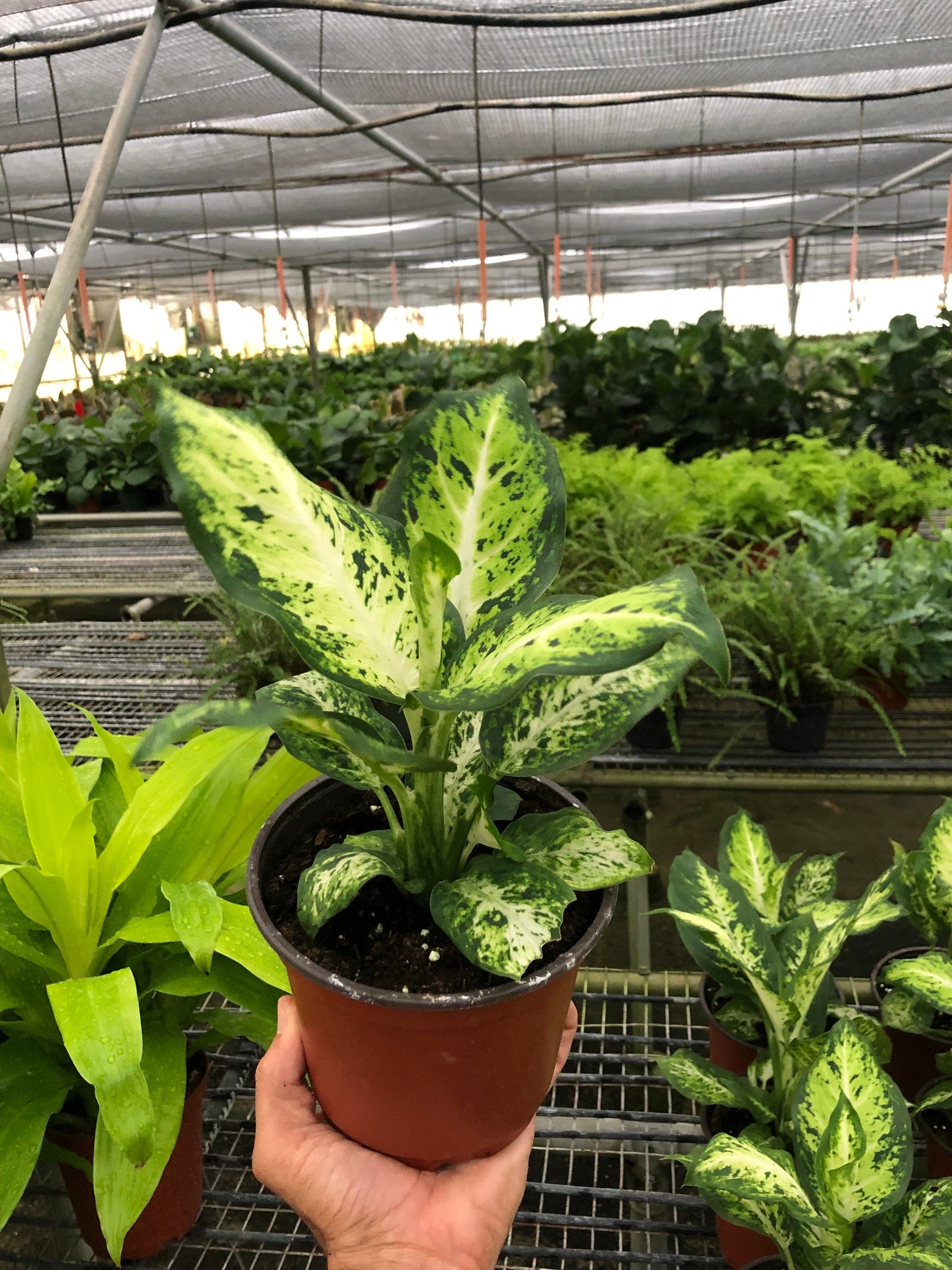 Dieffenbachia 'Amy' Dumb Cane- Large, Vibrant Variegated & Colorful Leaves, Low Light Tolerant Plant - Tropical Houseplant (6" Pot)
