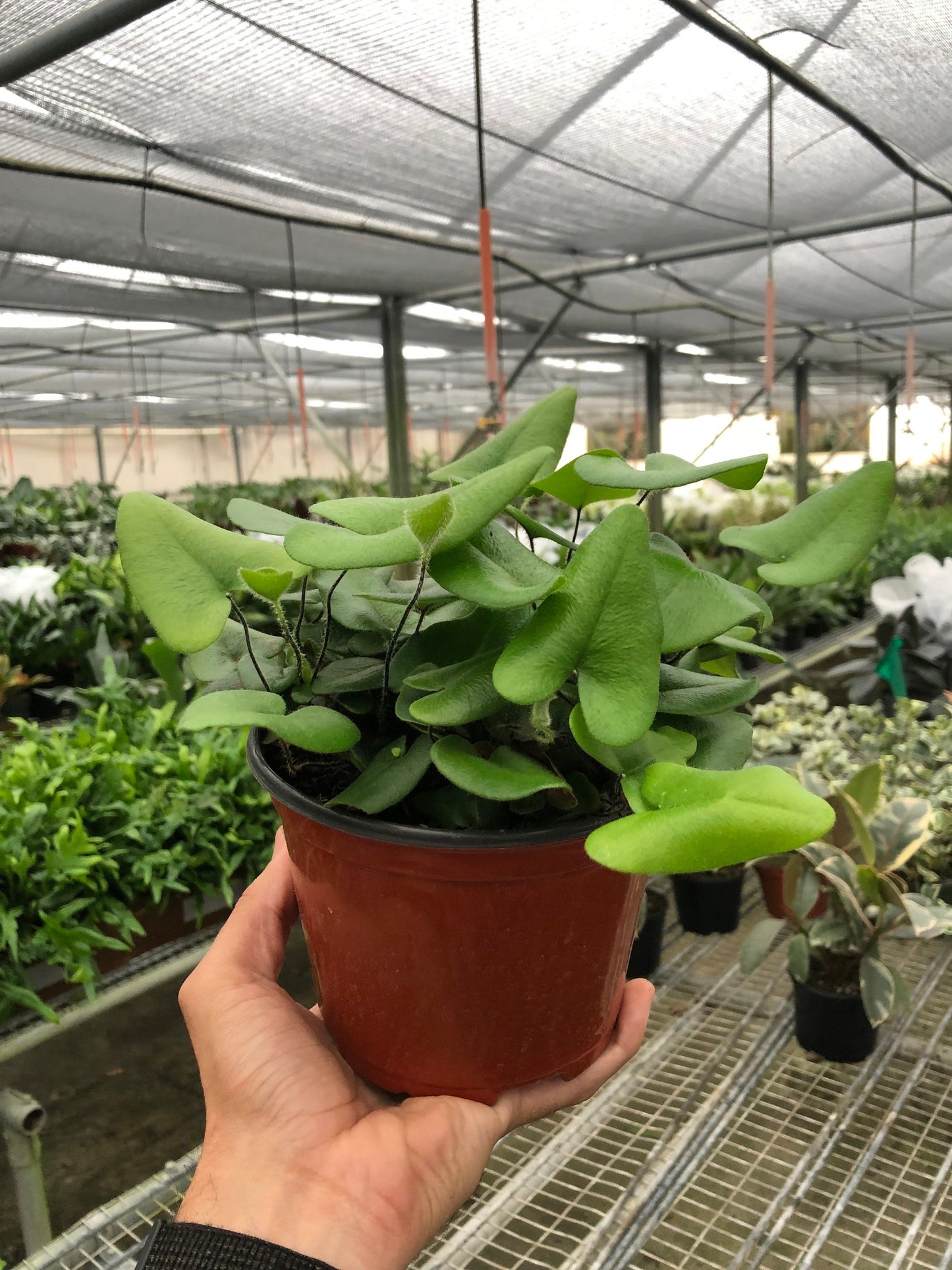 Microsorum Diversifolium 'Fern Heart'- (🐾 Pet Friendly), Low Maintenance, Cute Heart Shaped Leaves Tropical Houseplant- (4 Inch or 6 Inch Nursery Pot)