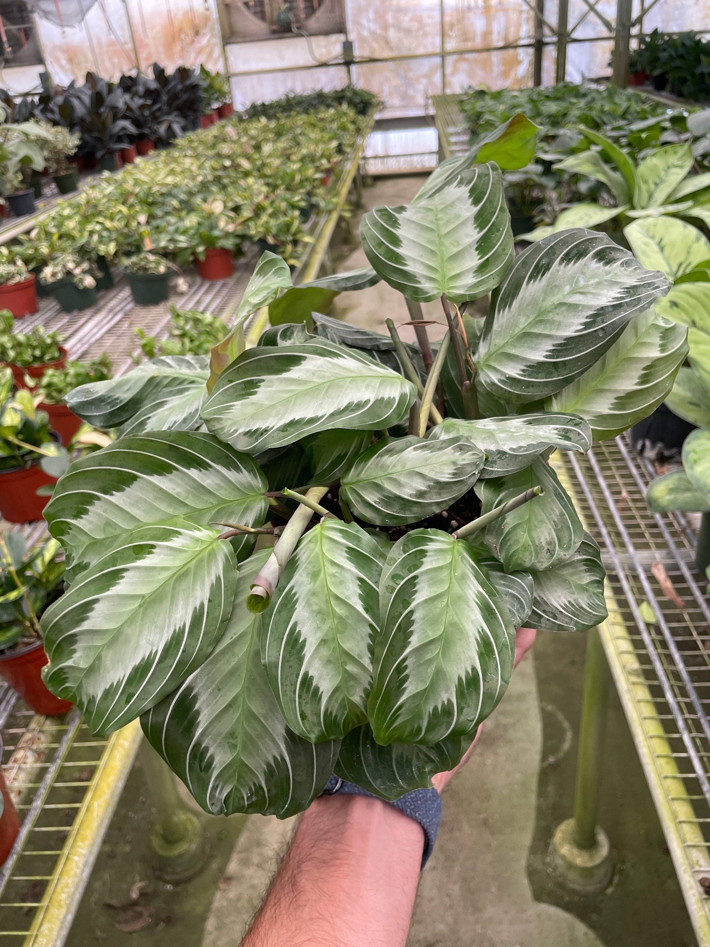 Maranta 'Silver Band'- (🐾 Pet Friendly), Gorgeous Matte Green Leaves With Silvery Veins- Tropical Prayer Plant- (4 Inch or 6 Inch Nursery Pot)