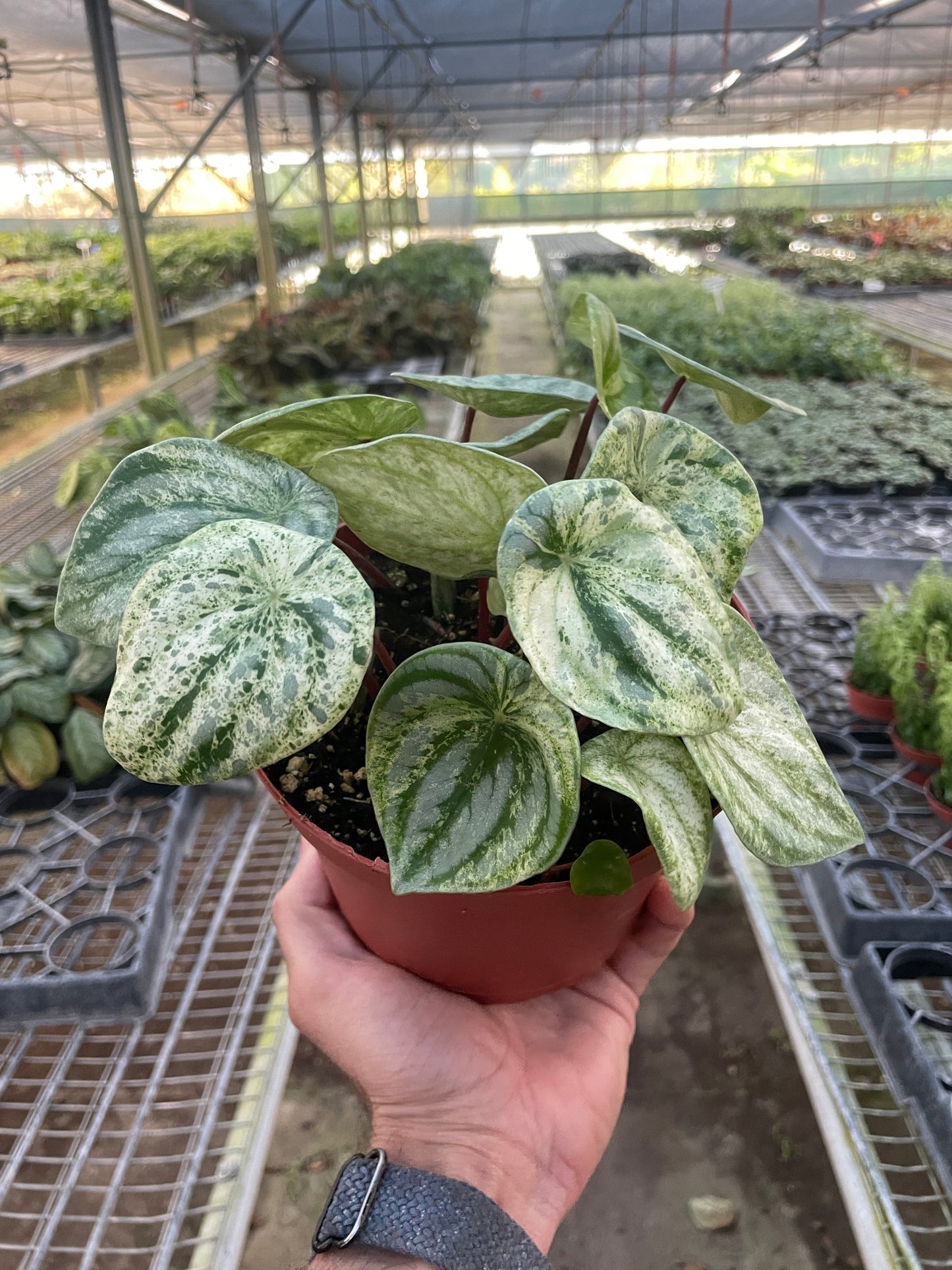 Peperomia 'Watermelon Variegated'- Stunning Watermelon Patterned Leaves With White Cream Speckled & Splashy Variegation- Tropical Houseplant- (6 Inch Nursery Pot)